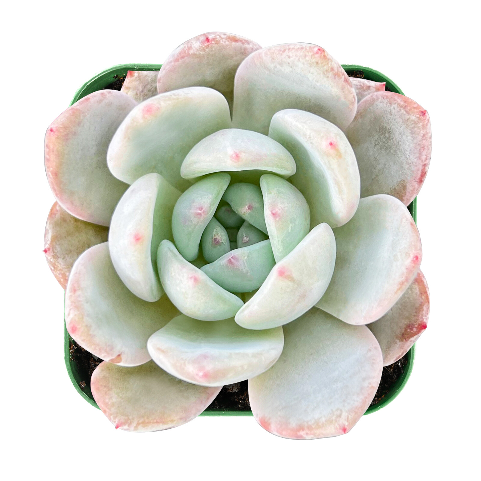 Live Fresh Rosette Echeveria Snow Angel Plant, Fully Rooted in 2 inch Plant Pot