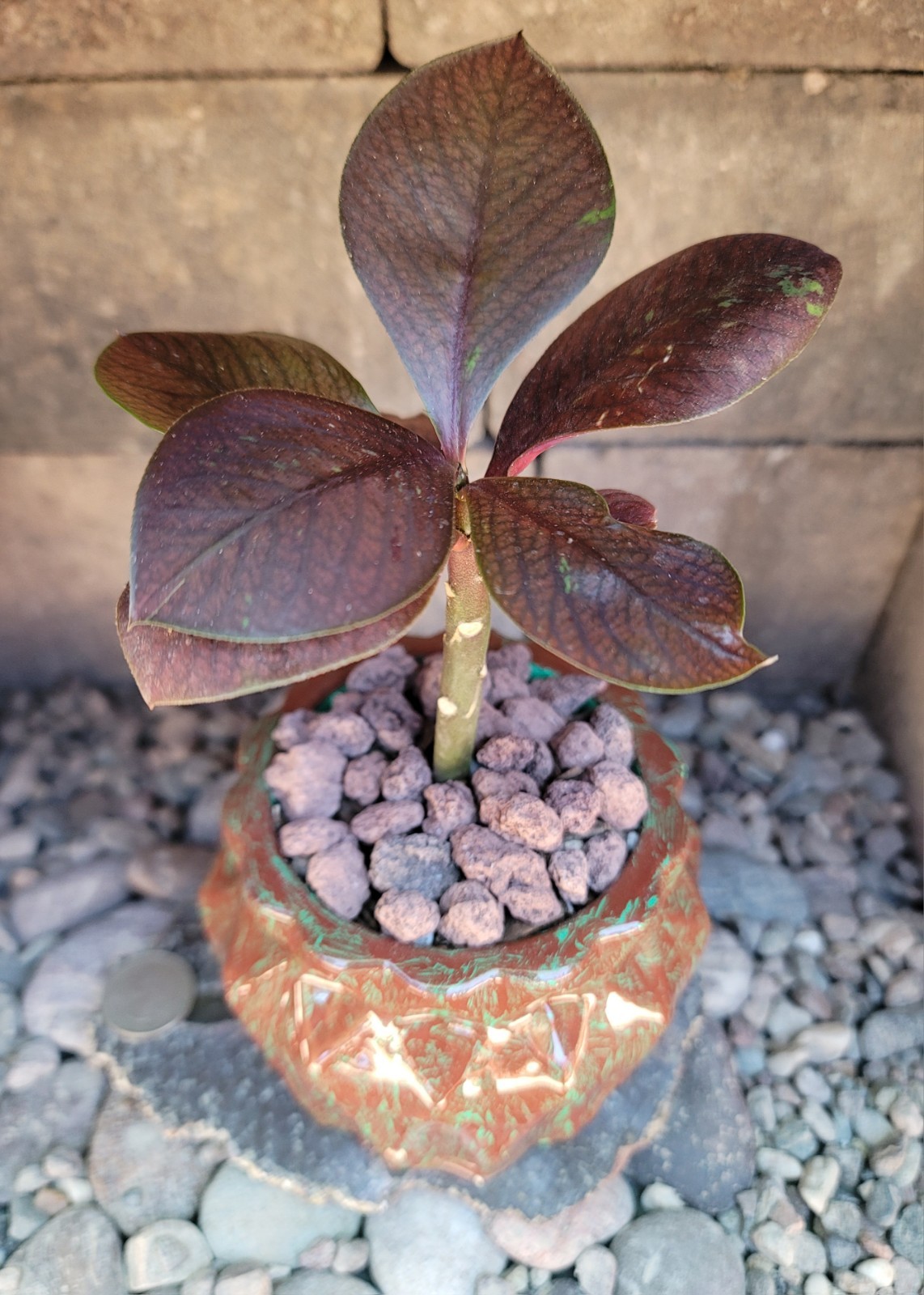 Live Rooted Euphorbia Grantii Var. Rubra Succulent In 4×3.25″ Handmade Pot