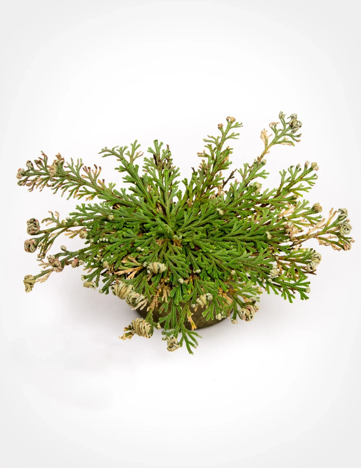 15 Pack 1.5–3″ Rose of Jericho Resurrection Plants, Dried