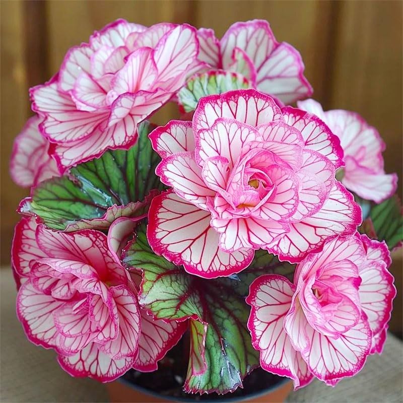 120+ Mix Begonia Seeds for Planting-Non-GMO Heirloom Plant Seeds Garden Outdoor