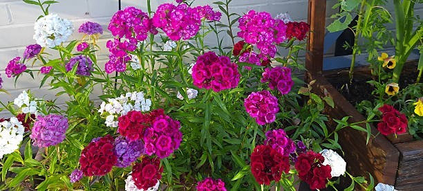 300 SWEET WILLIAM SEEDS | 2026 FREE SHIPPING NON GMO