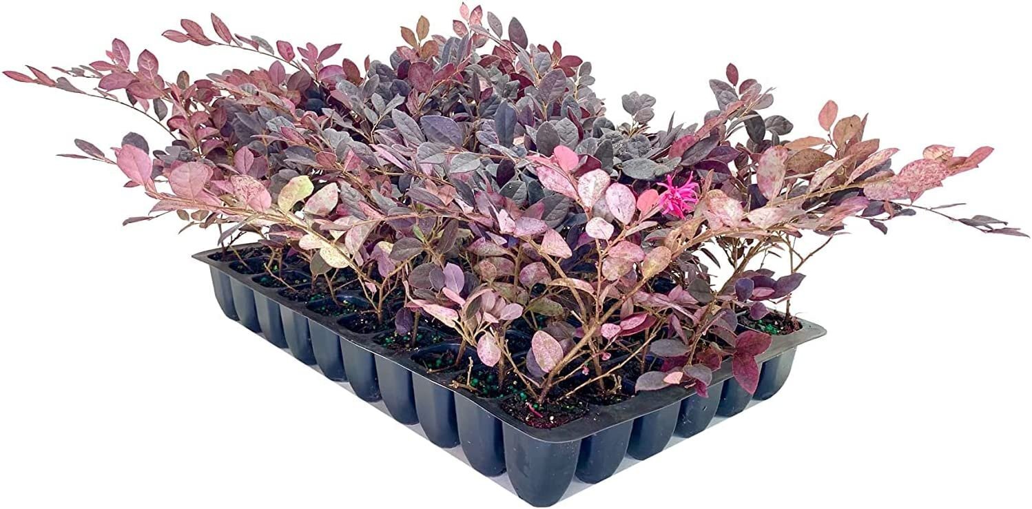 Loropetalum Carolina Midnight | Live Plants | Chinensis Rubrum | Evergreen…