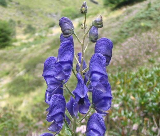 MONKSHOOD BLUE Aconitum Napellus – 40 Bulk Seeds