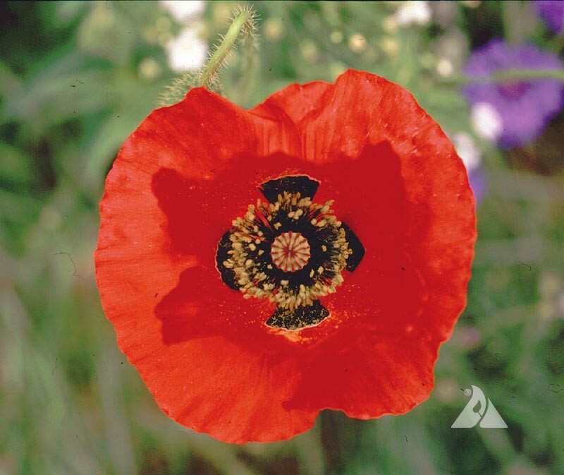 Red Corn Poppy Flower Seed Papaver rhoeas Great Pollinator 4000 to 198,000 SEEDS
