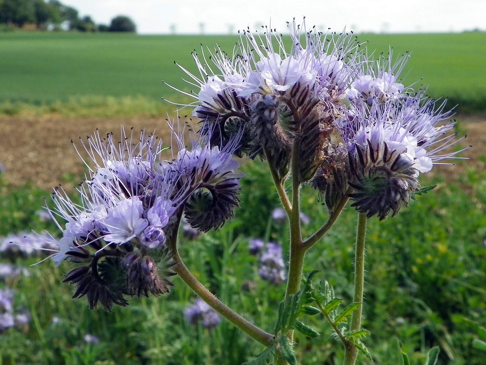 Lacy Phacelia Flower Seeds – Purple Tansy, Phacelia Tanacetifolia (100+)