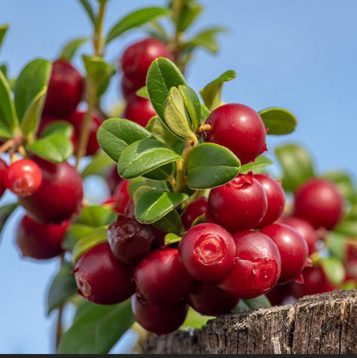 One Erntesegen lingonberry plant, well rooted plant 3-5 inches tall