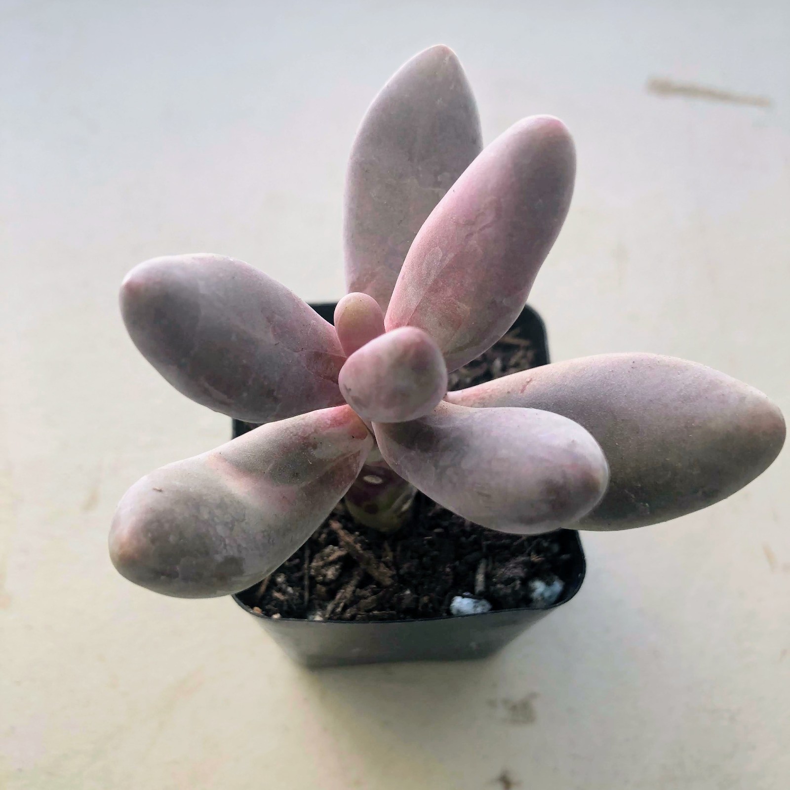 Echeveria Gangzhou Live Succulent Pink Red Tipped Rosette Plant