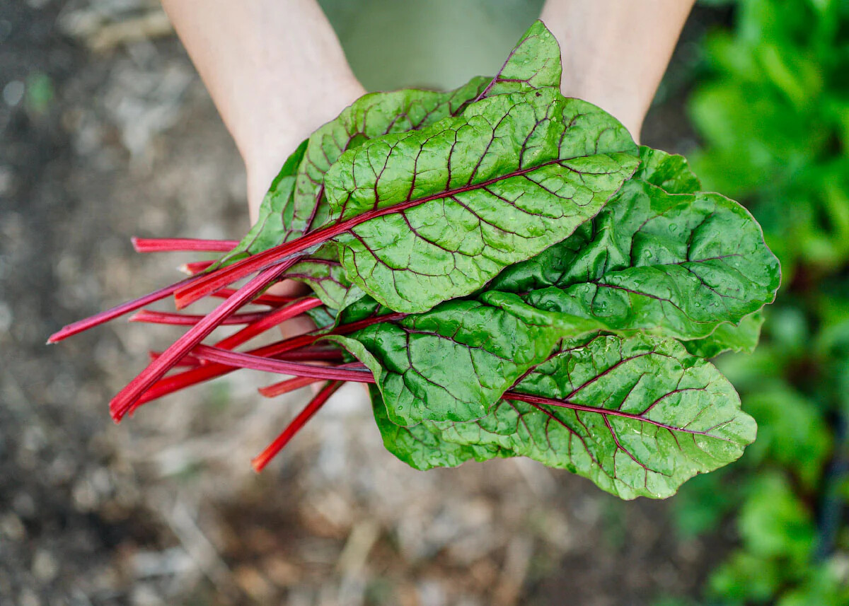 Rhubarb Ruby Red Swiss Chard Seeds, Bright Red, NON-GMO, Heirloom, FREE SHIP