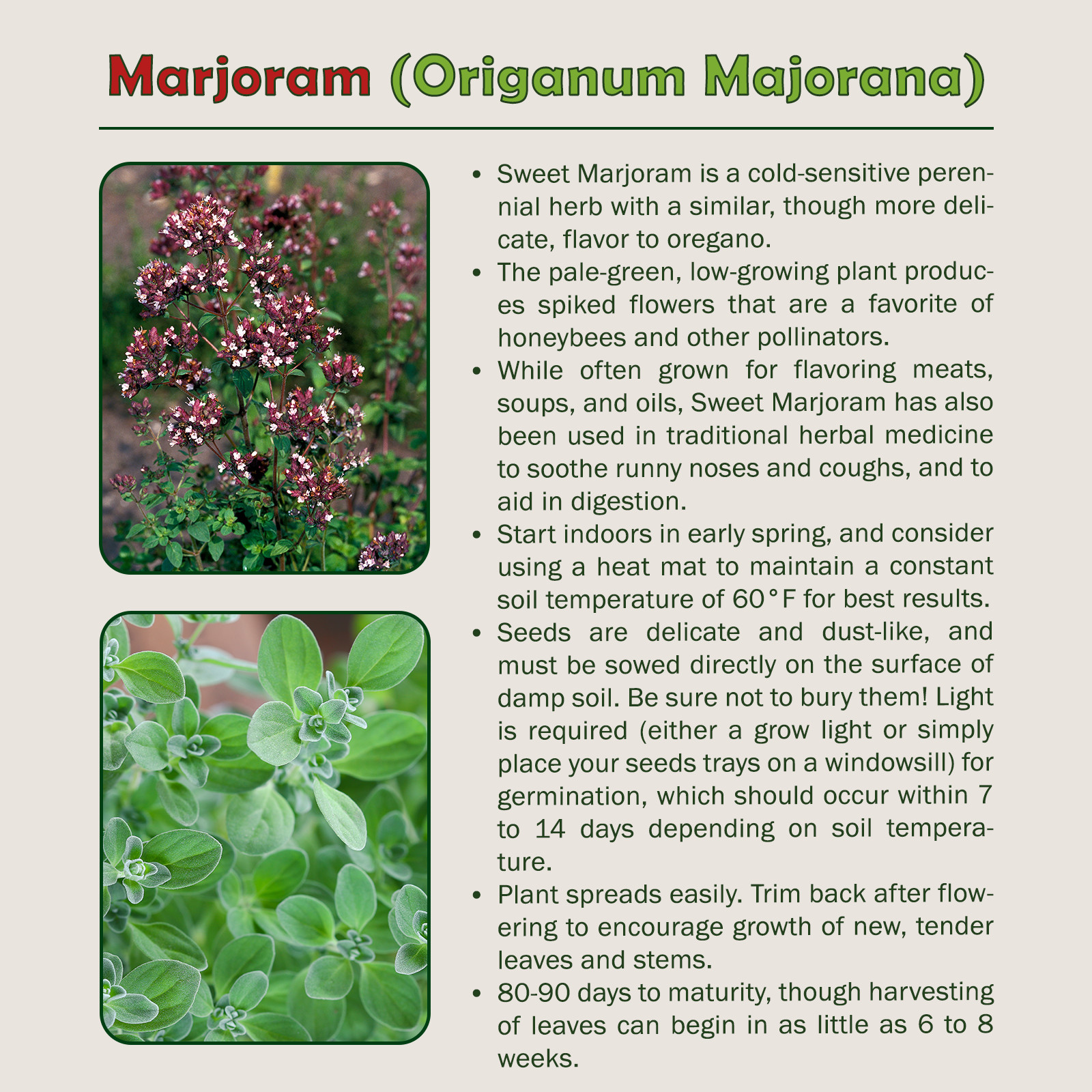 1000 Sweet Marjoram Seeds, Origanum Majorana, Culinary, Medicinal, Genuine USA