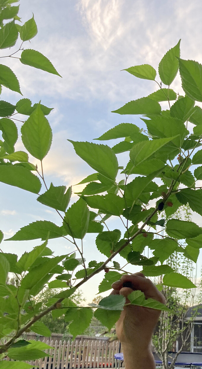 (2) Mature Florida Everbearing Black Mulberry Rooted Tree Cuttings 6” Bare Root