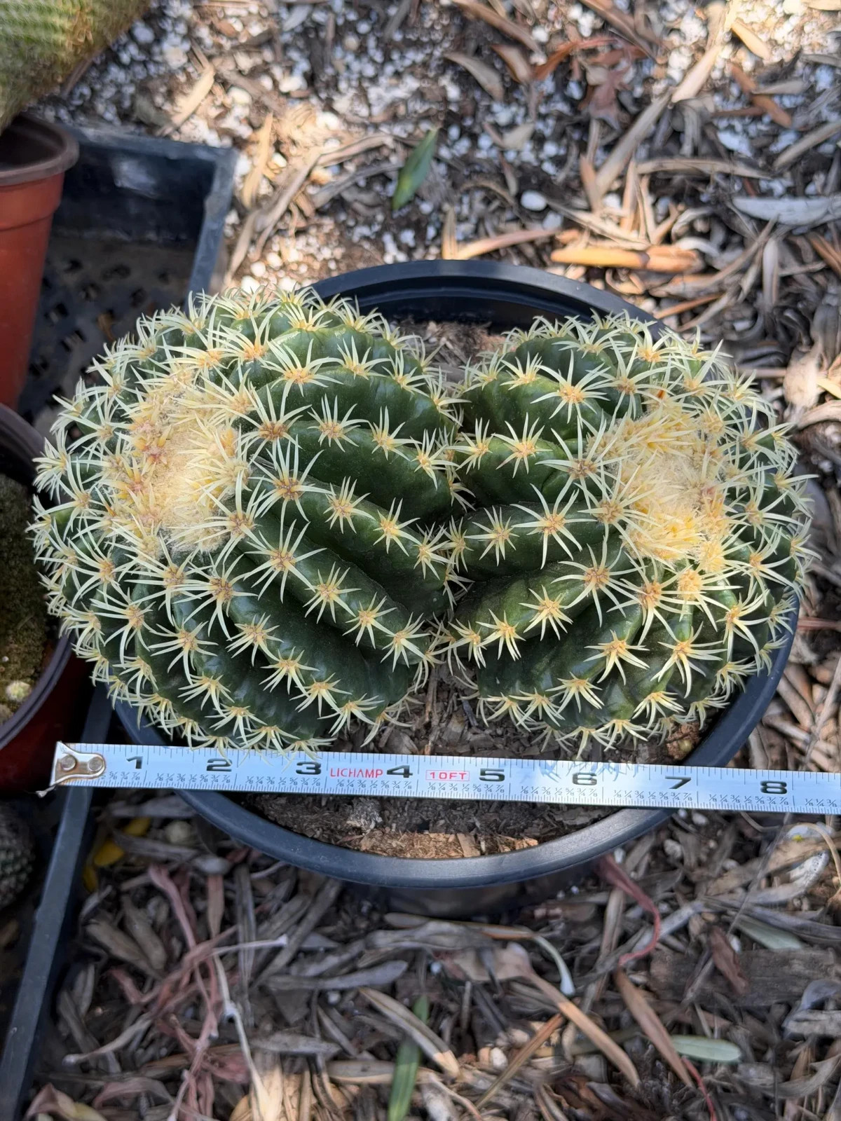 Echinocactus Grusonii Short Spine Double Head Rare Golden Barrel Cactus