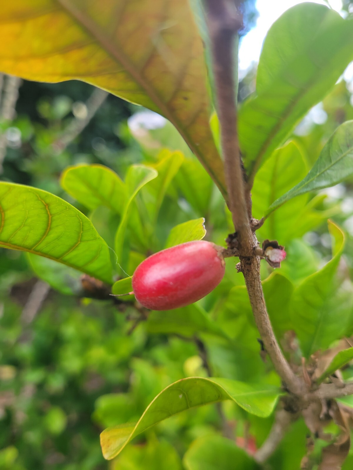 Miracle Fruit Plant Synsepalum dulcificum small seedling