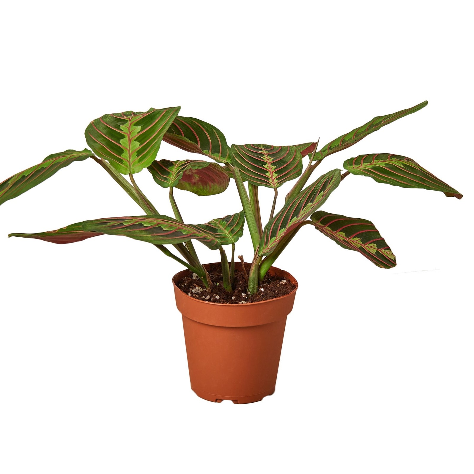 Maranta Red Prayer Plant • Vibrant Herringbone Pattern • 6″ Hanging Basket