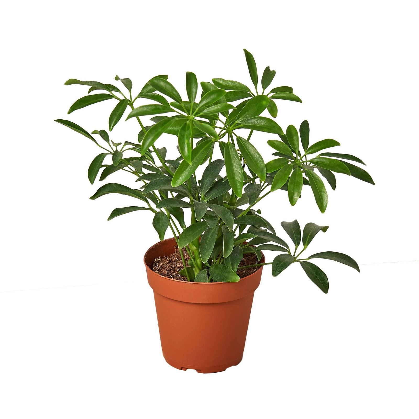 Schefflera Arboricola Umbrella Plant • Classic Green • 6″ or 8″ Pot