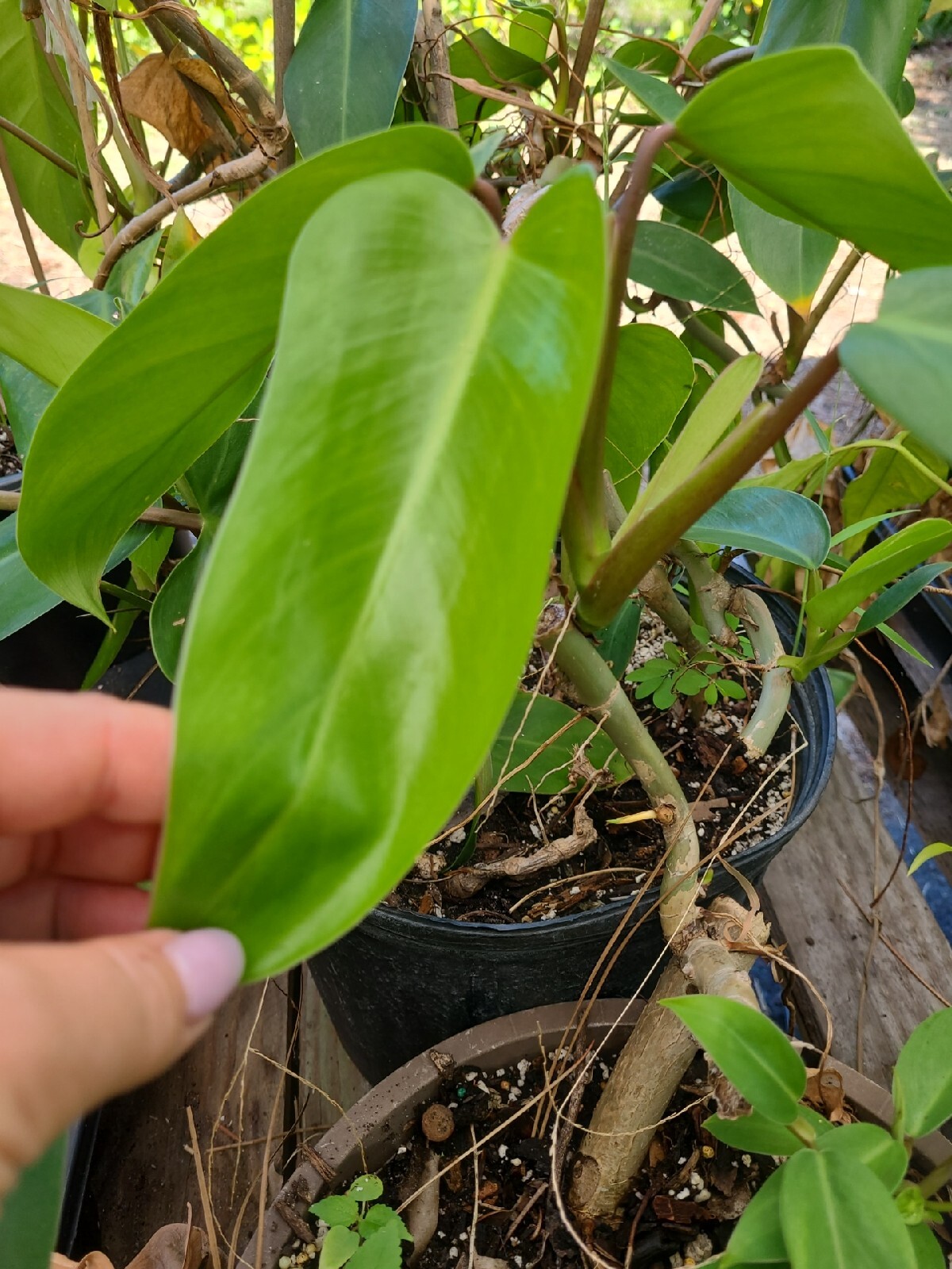 Philodendron green Emerald 7 To 10 Inches tall fresh CUTTING