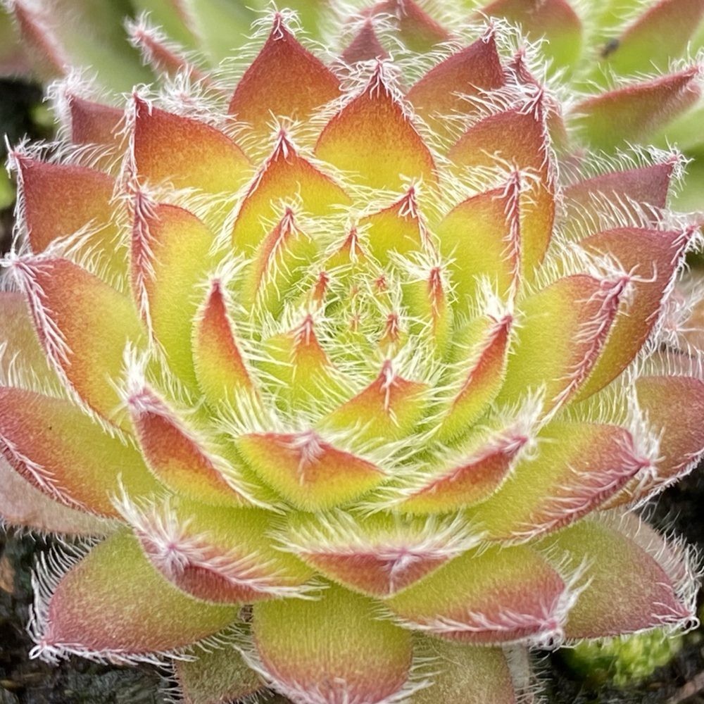 sun sempervivum GOLD DUST new changing hen & chicks 2″ pot = 1 Live Potted Plant