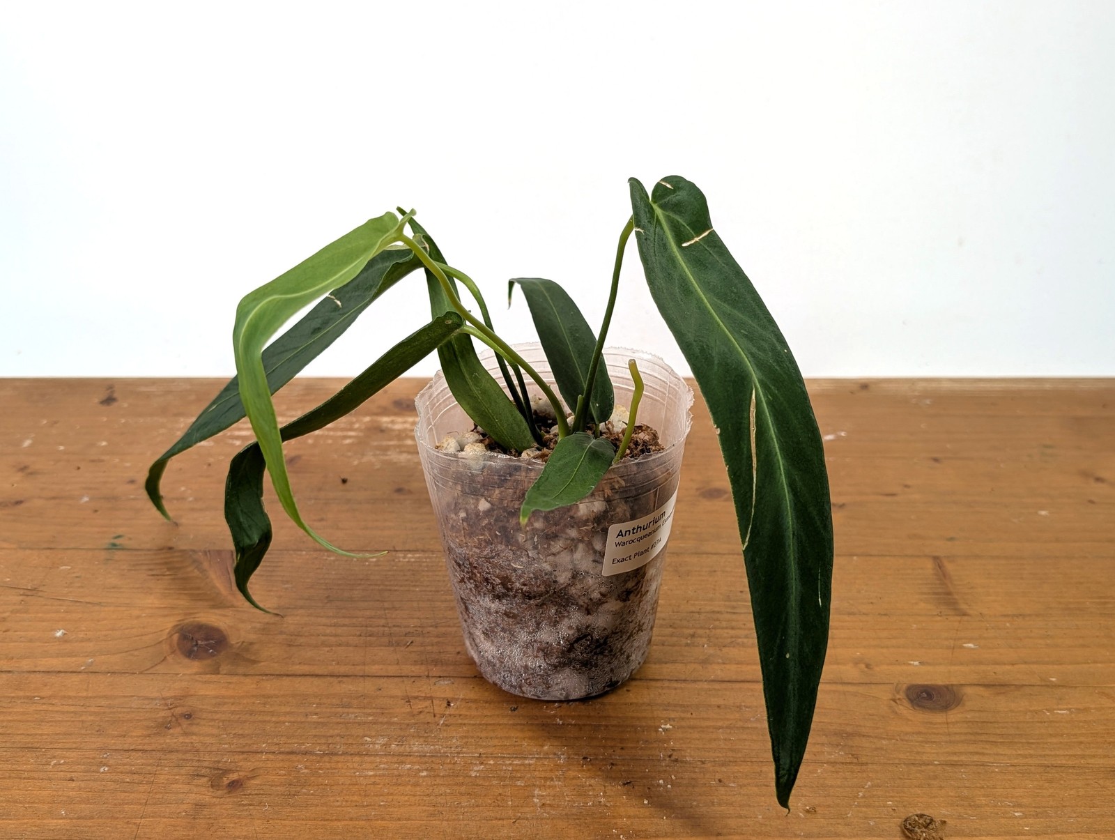 Anthurium Warocqueanum Esmeralda – Exact Plant #27A (4 inch pot)