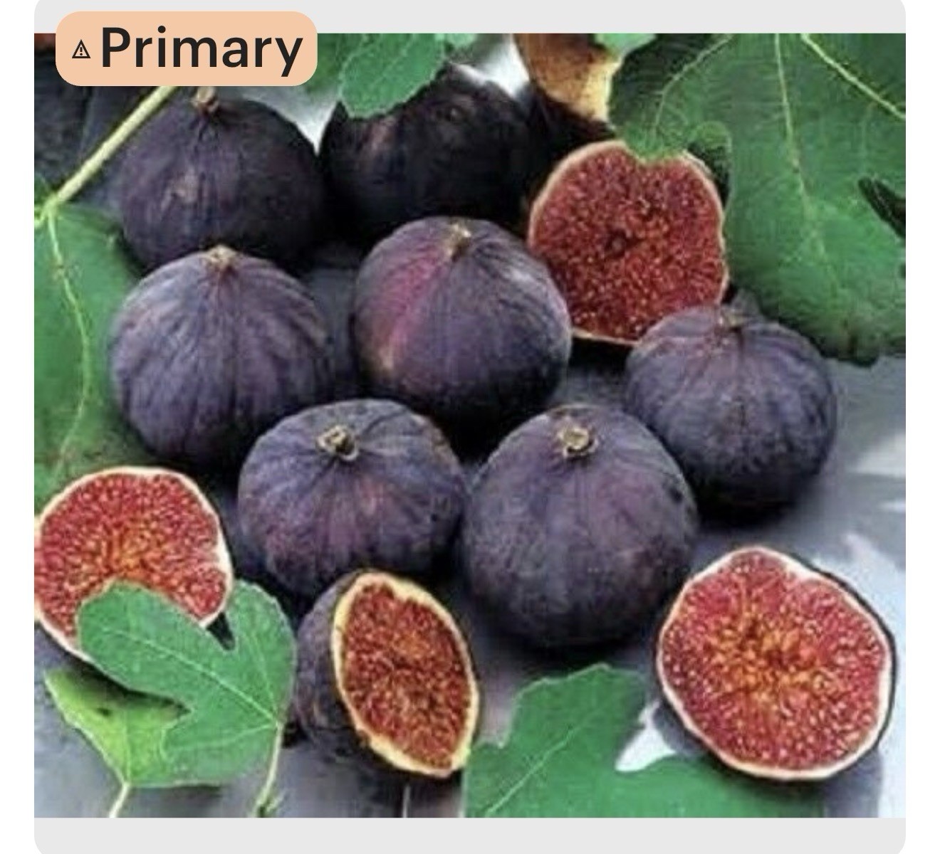 Olympian Fig Tree SMALL ROOTED Starter Plant ~Ficus carica