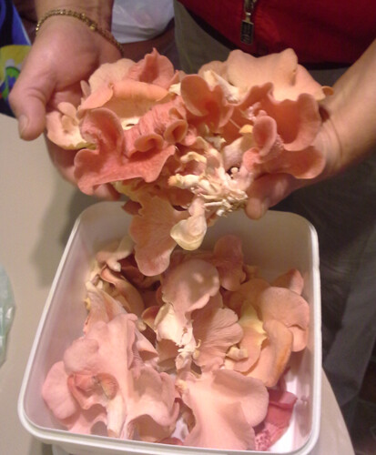 PINK OYSTER mushroom spores spawn/mycelium (on dry seeds)