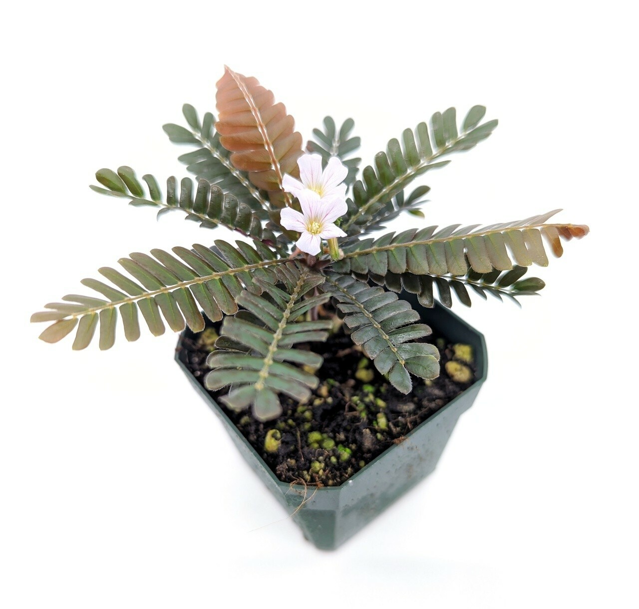 20 FRESH Biophytum Sensitivum Seeds, MOVING PLANT, rare sensitive plant seeds