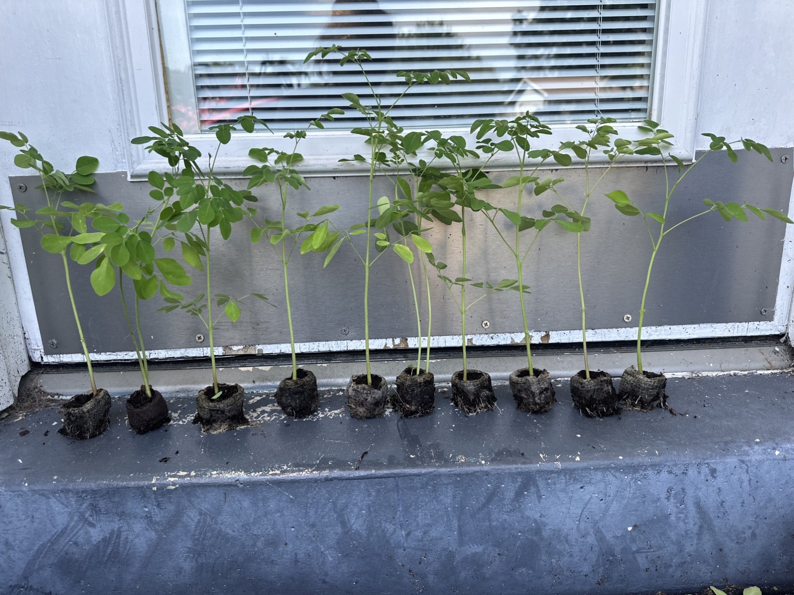 Moringa Plants 10 LIVE Moringa SEEDLINGS with Moringa Seeds Organic Superfood