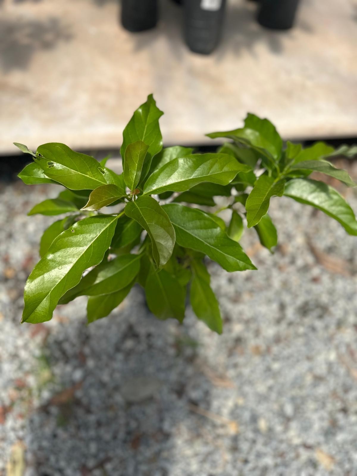 Grafted Hass Avocado (Persea americana) Live Fruit Tree (10in-2ft)