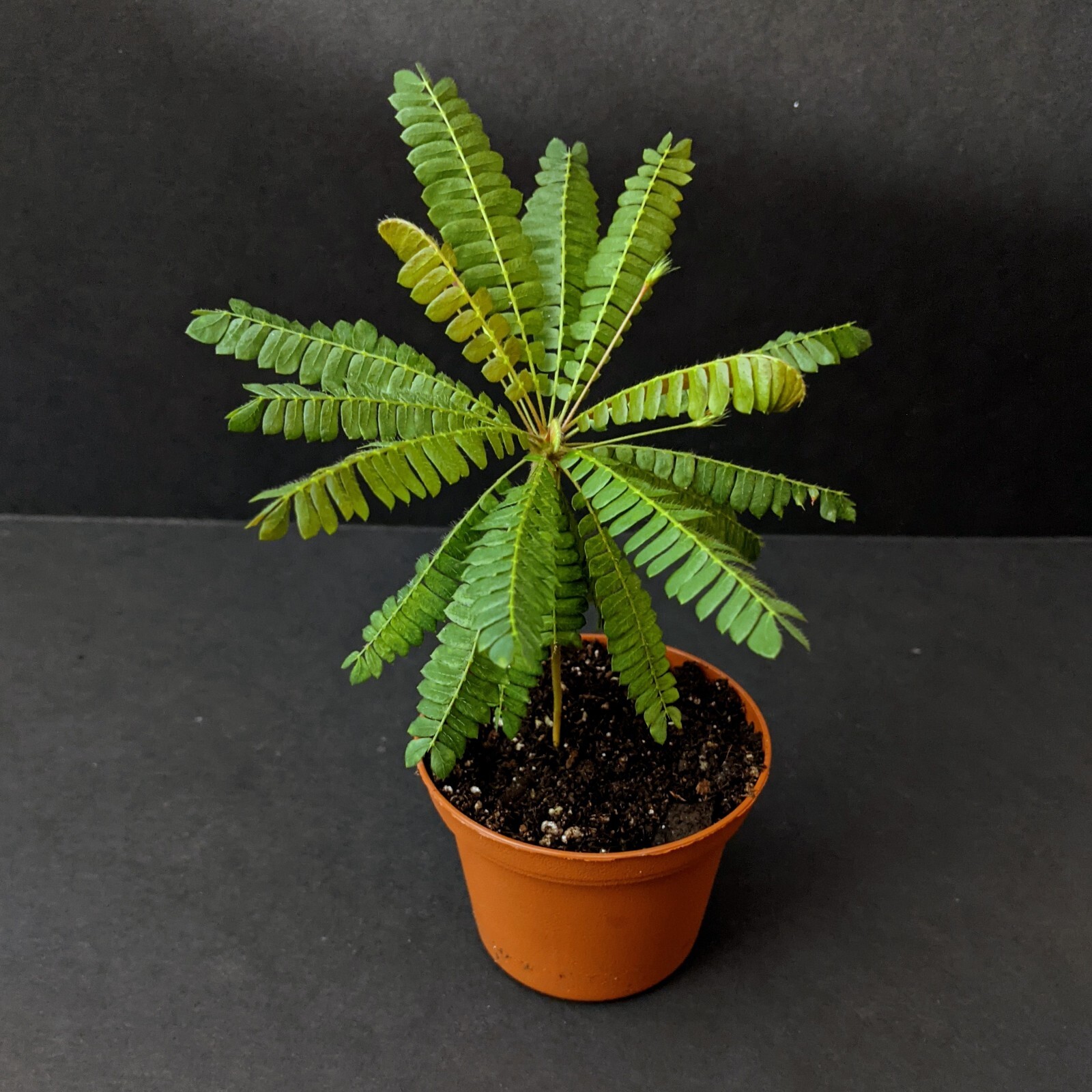 20 FRESH Biophytum Sensitivum Seeds, MOVING PLANT, rare sensitive plant seeds