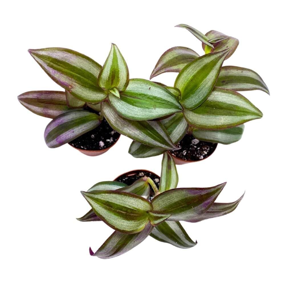 Tradescantia Silver Zebrina 2 inch Set of 3 Grey Wandering Dude pendula Spiderwo