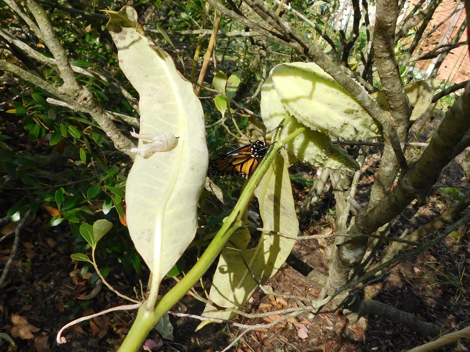 18 Common Milkweed Pods with Seeds, Asclepias Syriaca,2023 Fall Crop. Monarch H