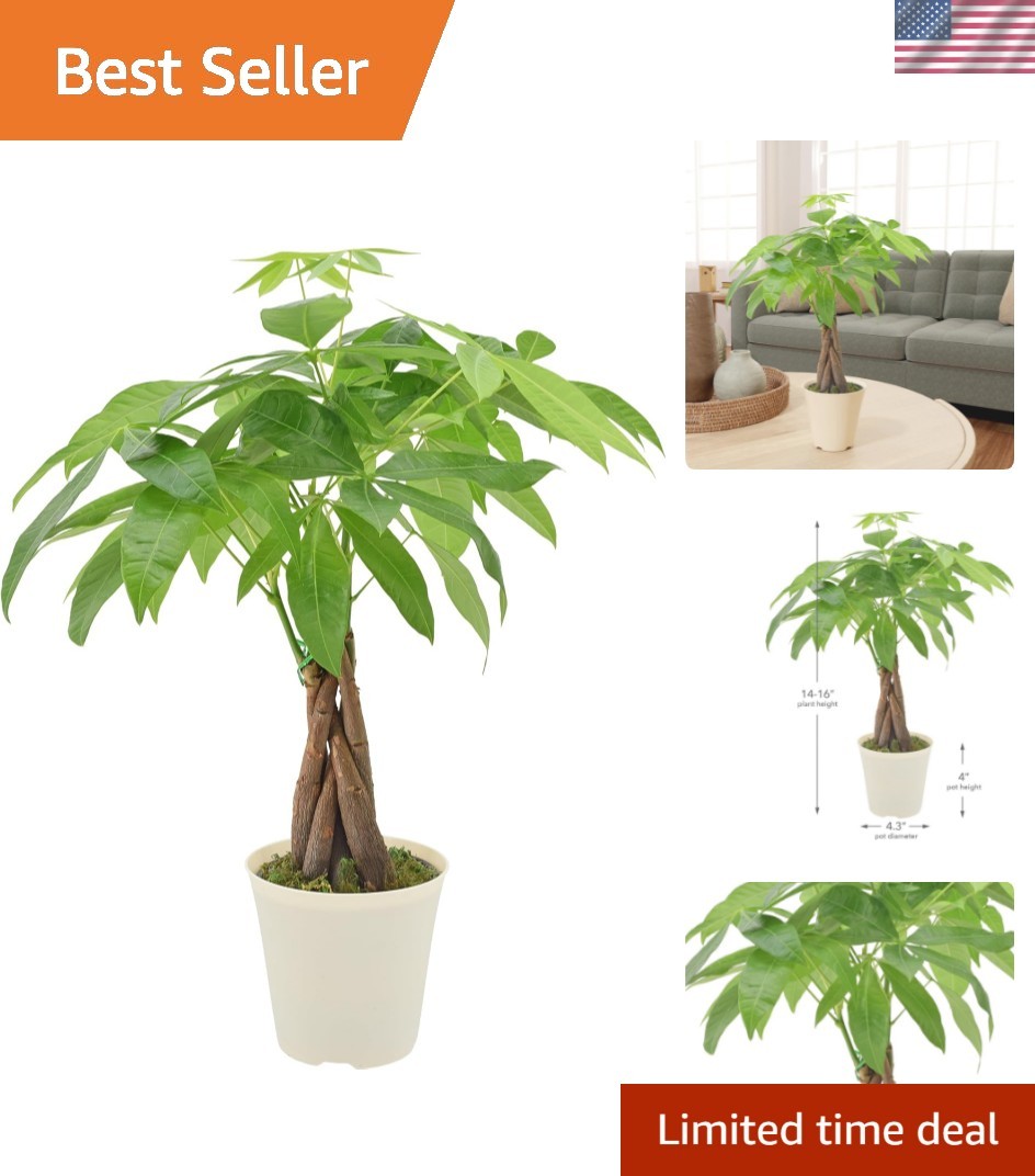 Live Braided Money Tree Pachira Aquatica Indoor Houseplant in Arcadia Garden …