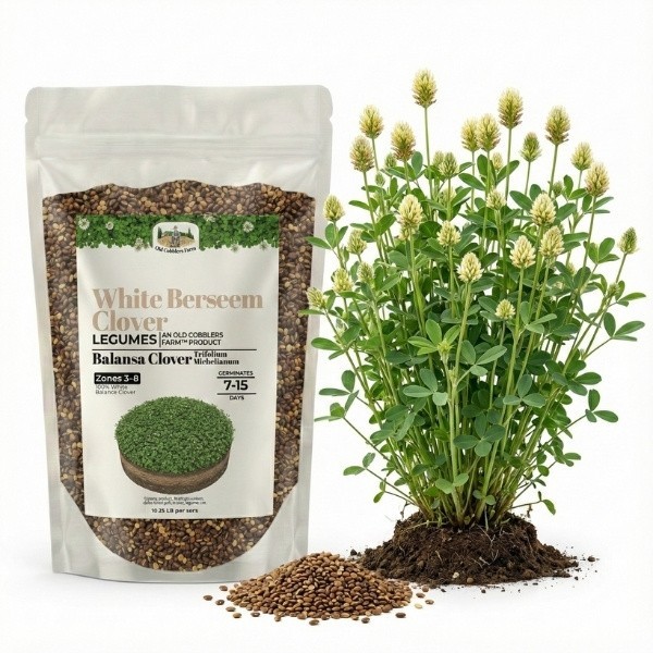 Old Cobblers Farm™ Wicked Tuff Turf Berseem Clover (Legumes)