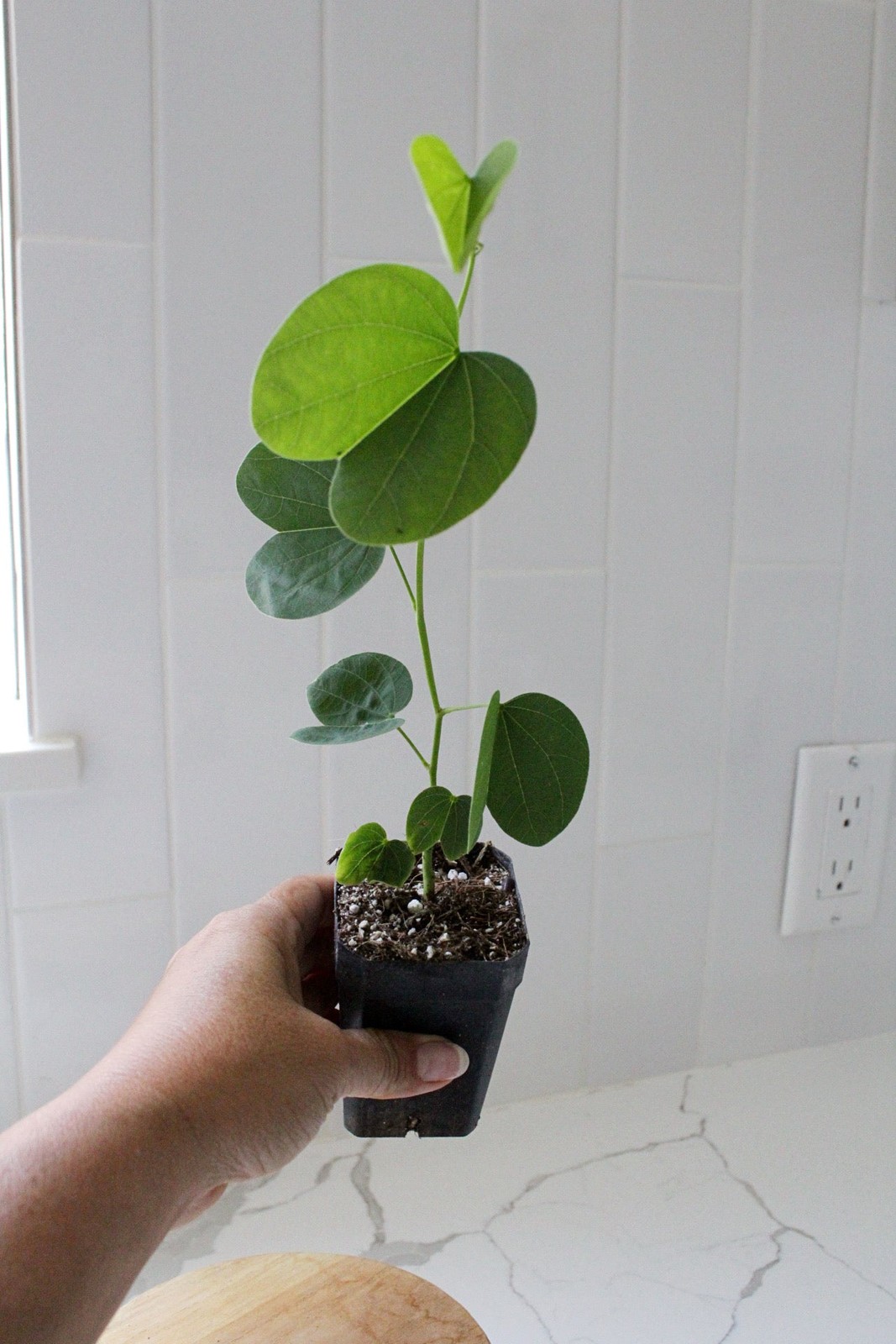 Orchid Tree – Flowering Garden Starter Tree