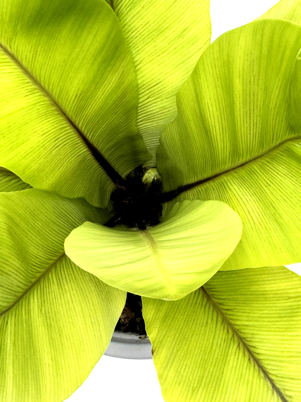 Bird’s Nest ‘Nidus’ Fern 5 IN hanging pot