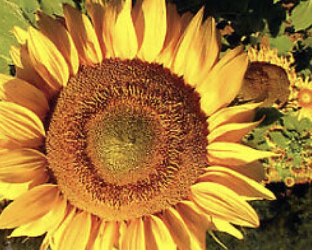 “American Giant” Sunflower Seeds – Comb. S/H See Our Store For Over 1000 Seeds