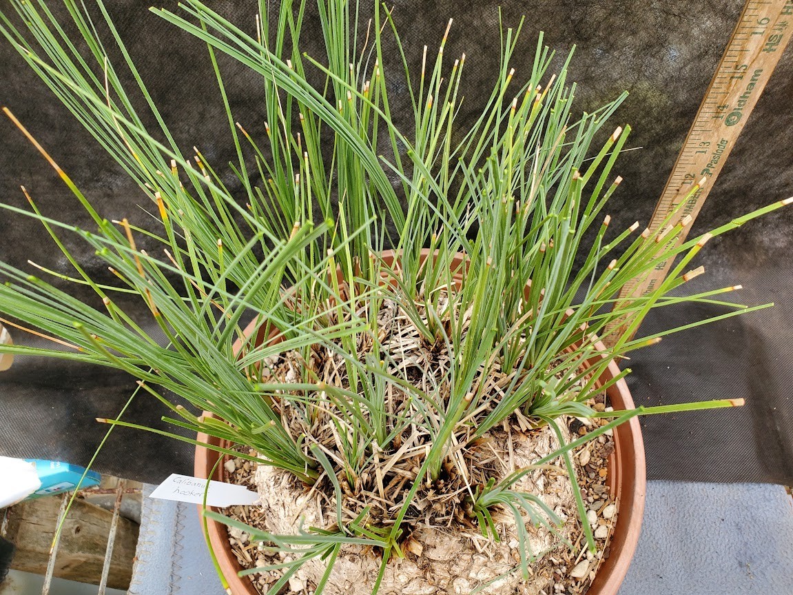 Calibanus hookeri – HUGE – Caudex – Caudiciform