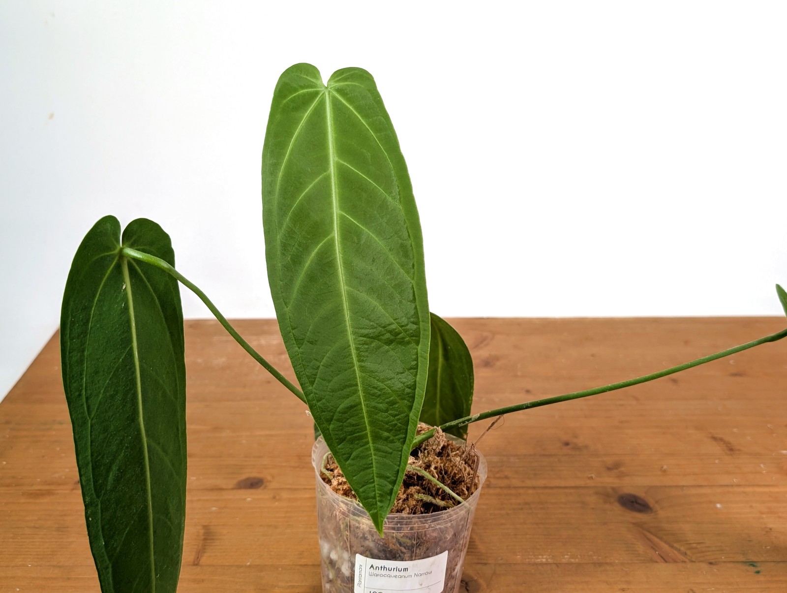 Anthurium Warocqueanum Narrow – Exact Plant #19C