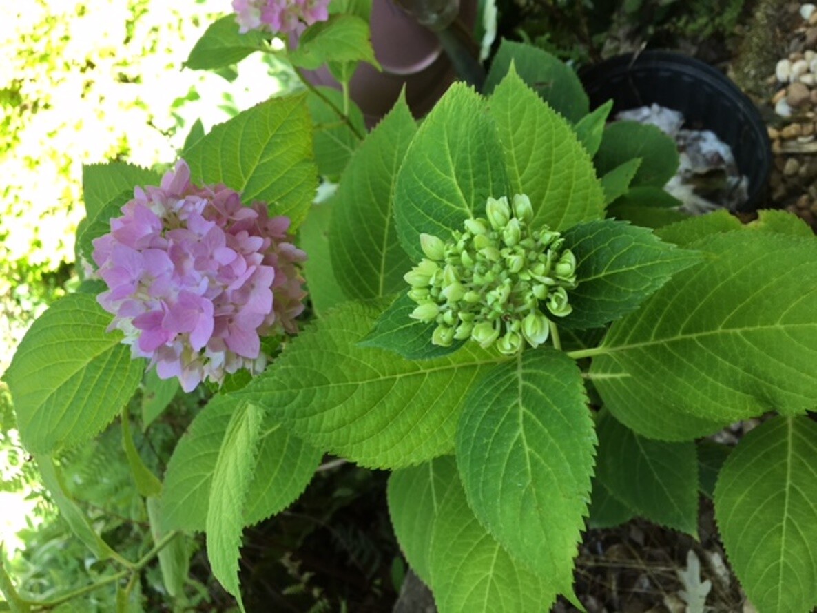Multi-Color Flowering Bigleaf Hydrangea 30 – 36 inches tall Qty-1 $54.00 each