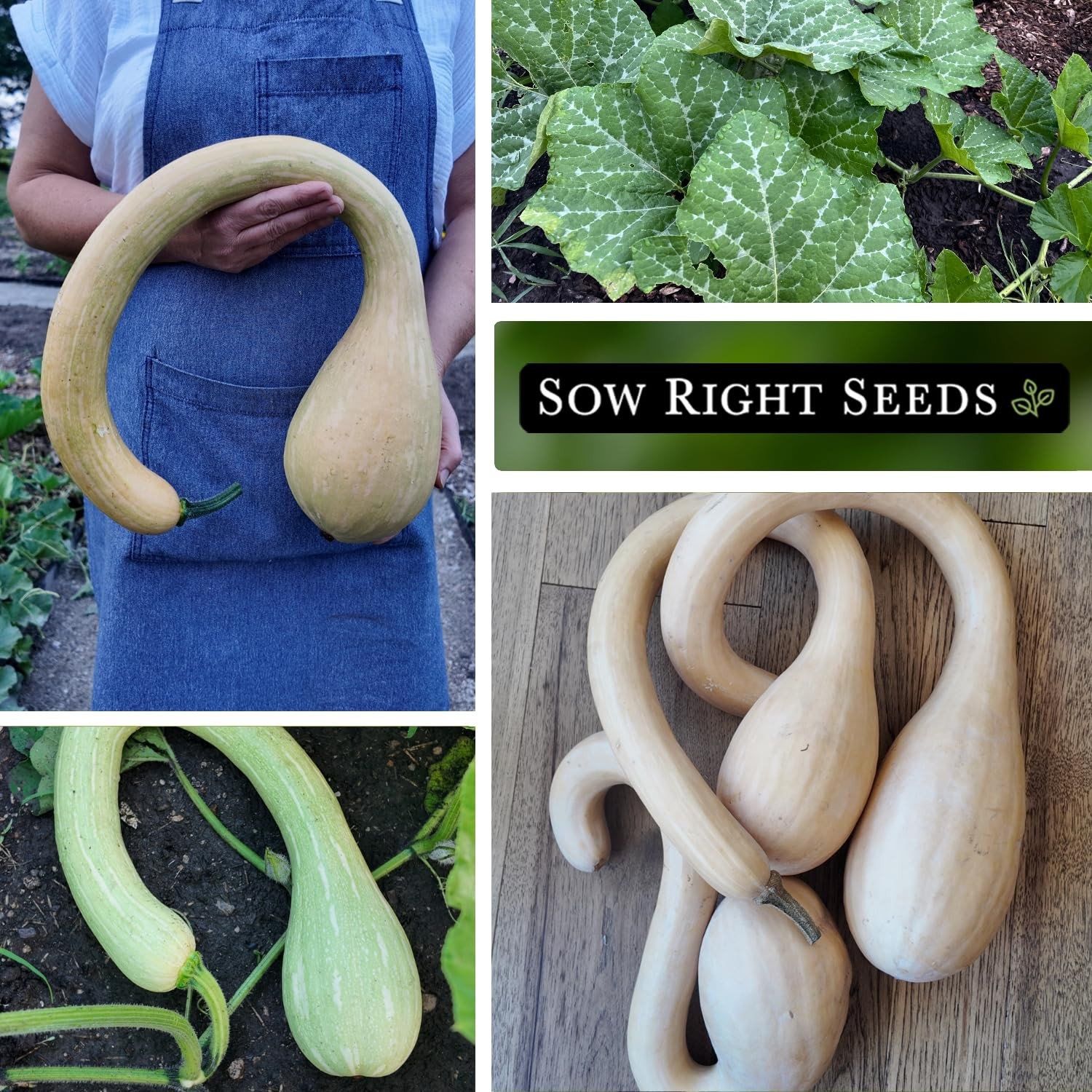 Sow Right Seeds – Tromboncino Rampicante Squash for Planting – Tan