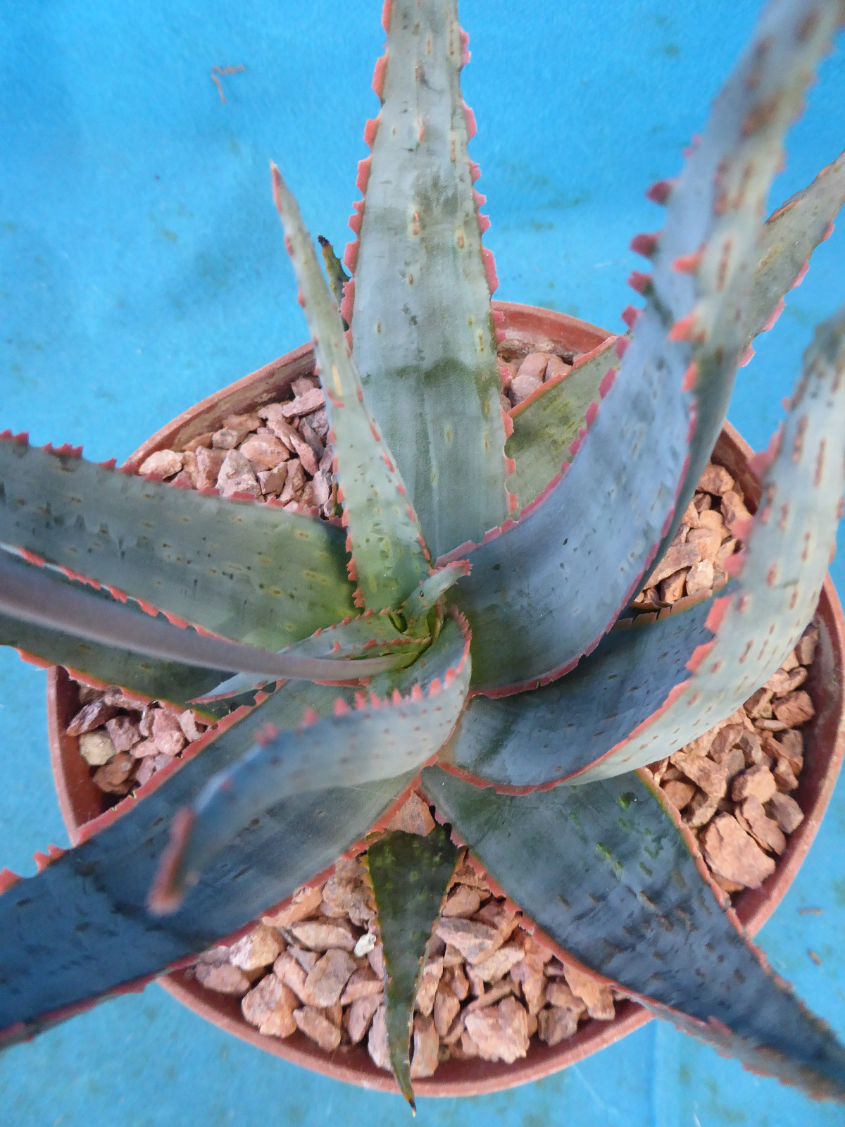 Aloe Hybrid KG “Dental Work” Great Colors/Texture Succulent 3″ to 4″ Wide 3″ Pot