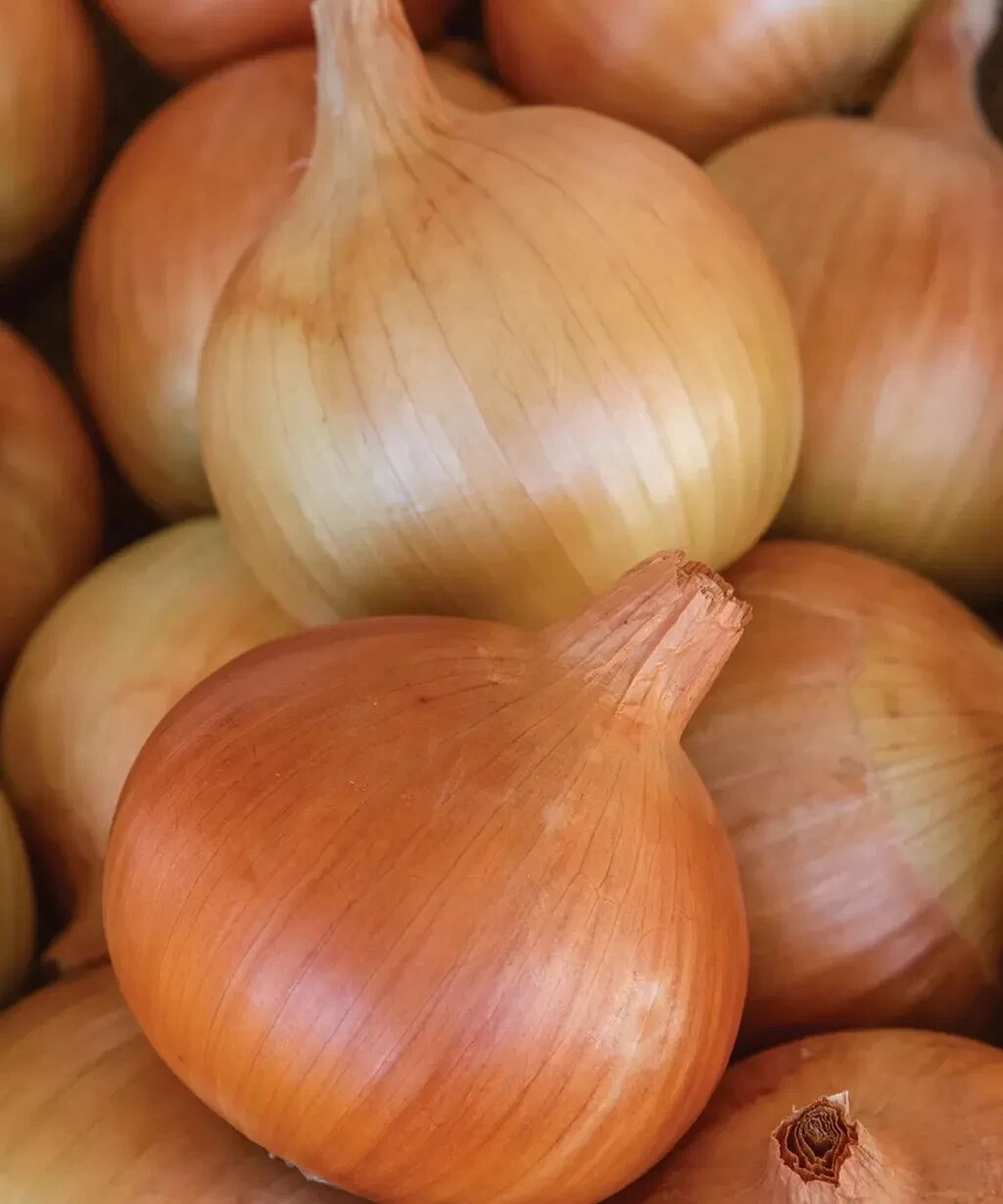 500+ Patterson Onion Seeds for Garden Planting – USA – FREE SHIPPING!