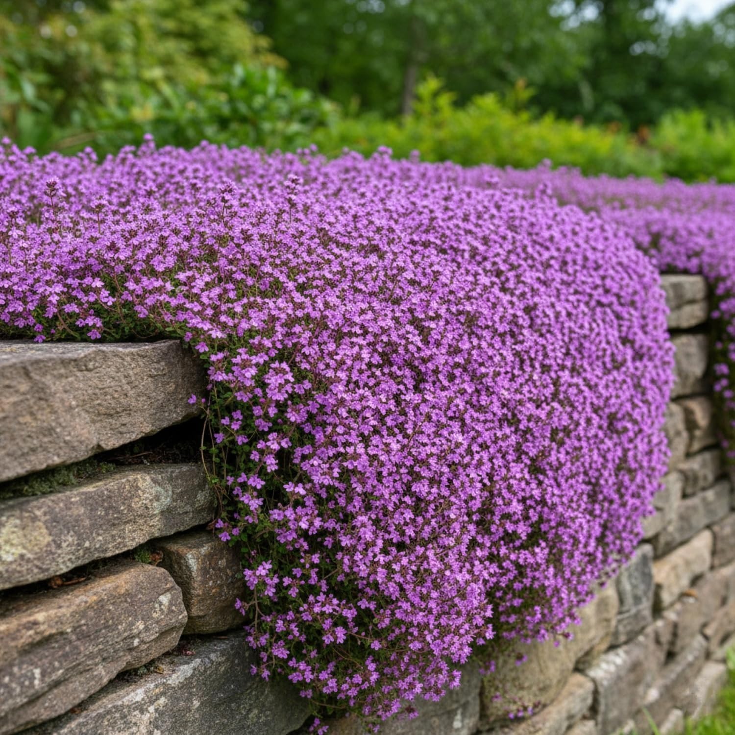 20,000+ Creeping Thyme Seeds Ground Cover, Non-GMO Perennial Flower Purple