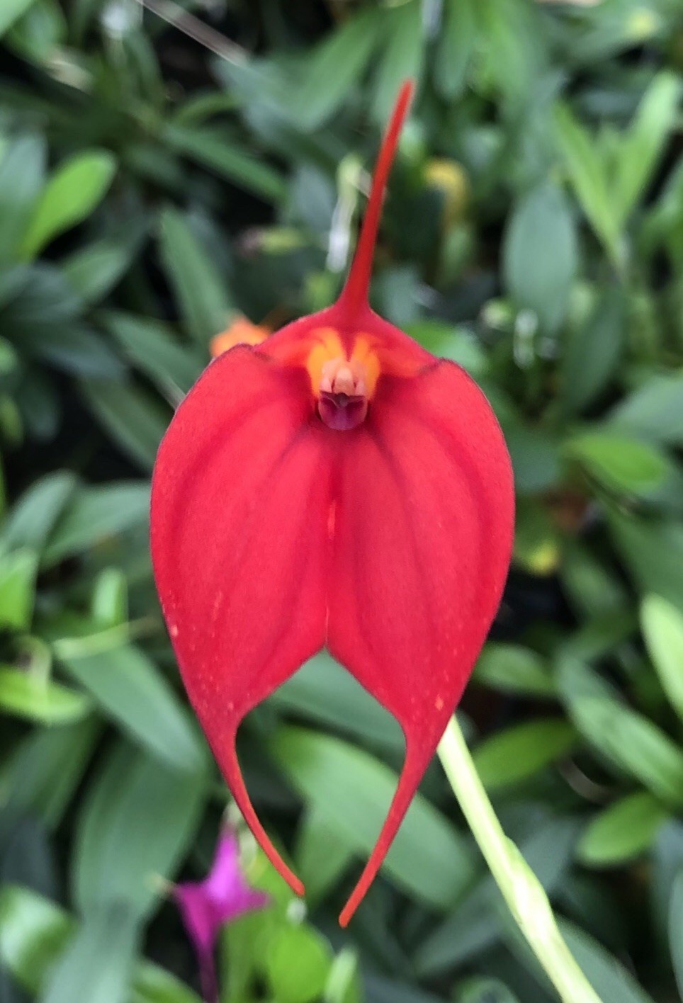 Masdevallia Sorcerer ‘Red Moon’ Easy Grower Great Color