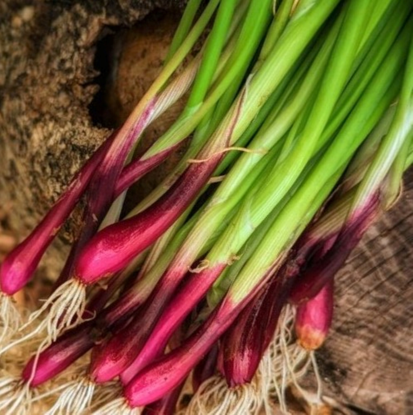 Red Beard Spring Onion Seeds | Perennial Scallion Purple Green Onion Seed 2024
