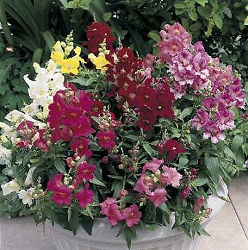 Snapdragon Bells Baby Mix 1,000 seeds