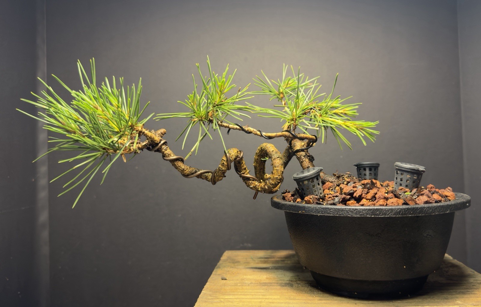 Bonsai Tree Japanese Black Pine Trained “Dragon” Style 7” Tall Plastic Grow Pot