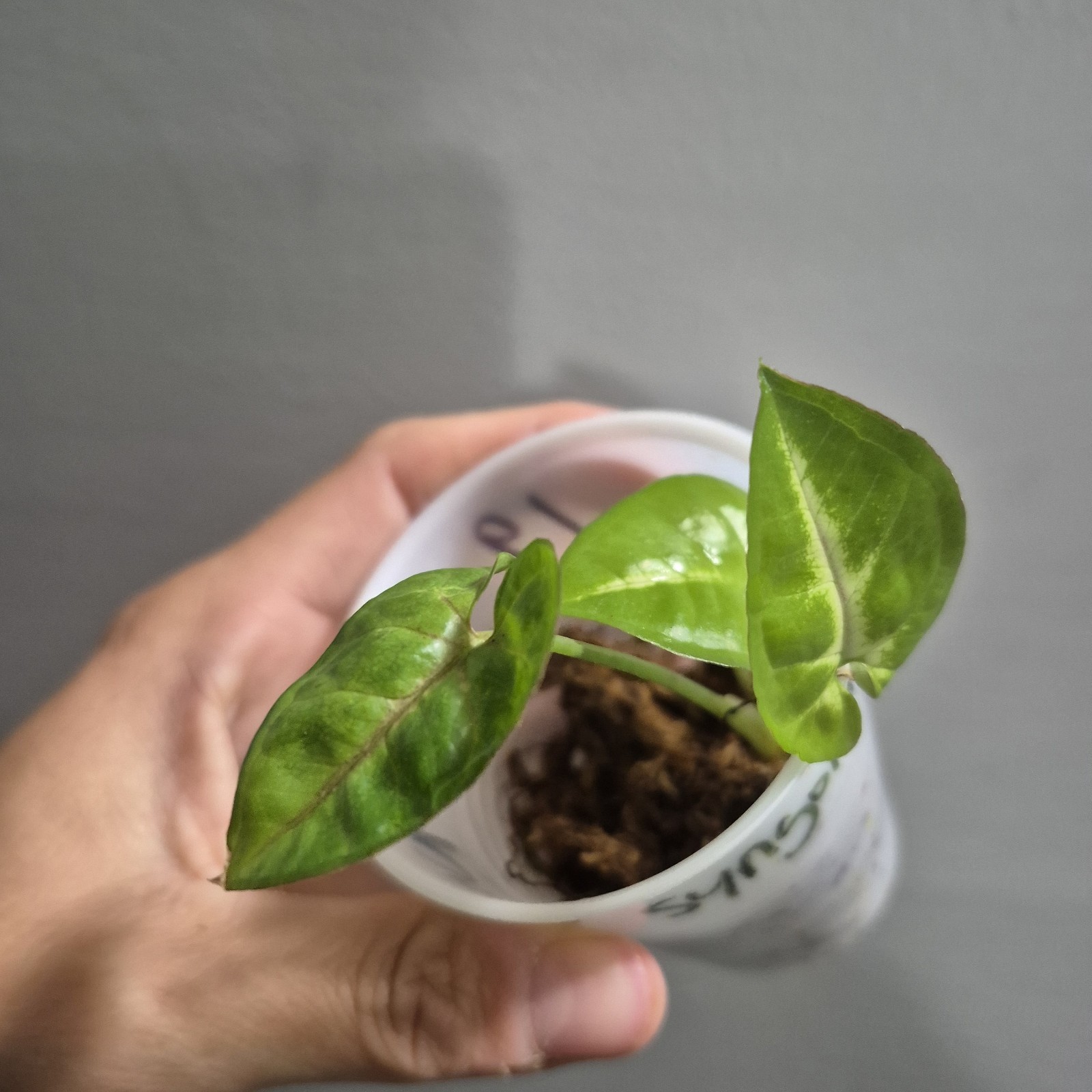 Syngonium NOID – Syngonium Unknown MISC Arrowhead Rooted Exact Plant 2.5 Inch