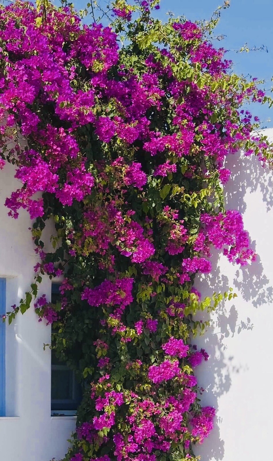1 PC 3” POT ROYAL PURPLE BOUGAINVILLEA LIVE PLANT FRESH GUARANTEED BEST GIFT