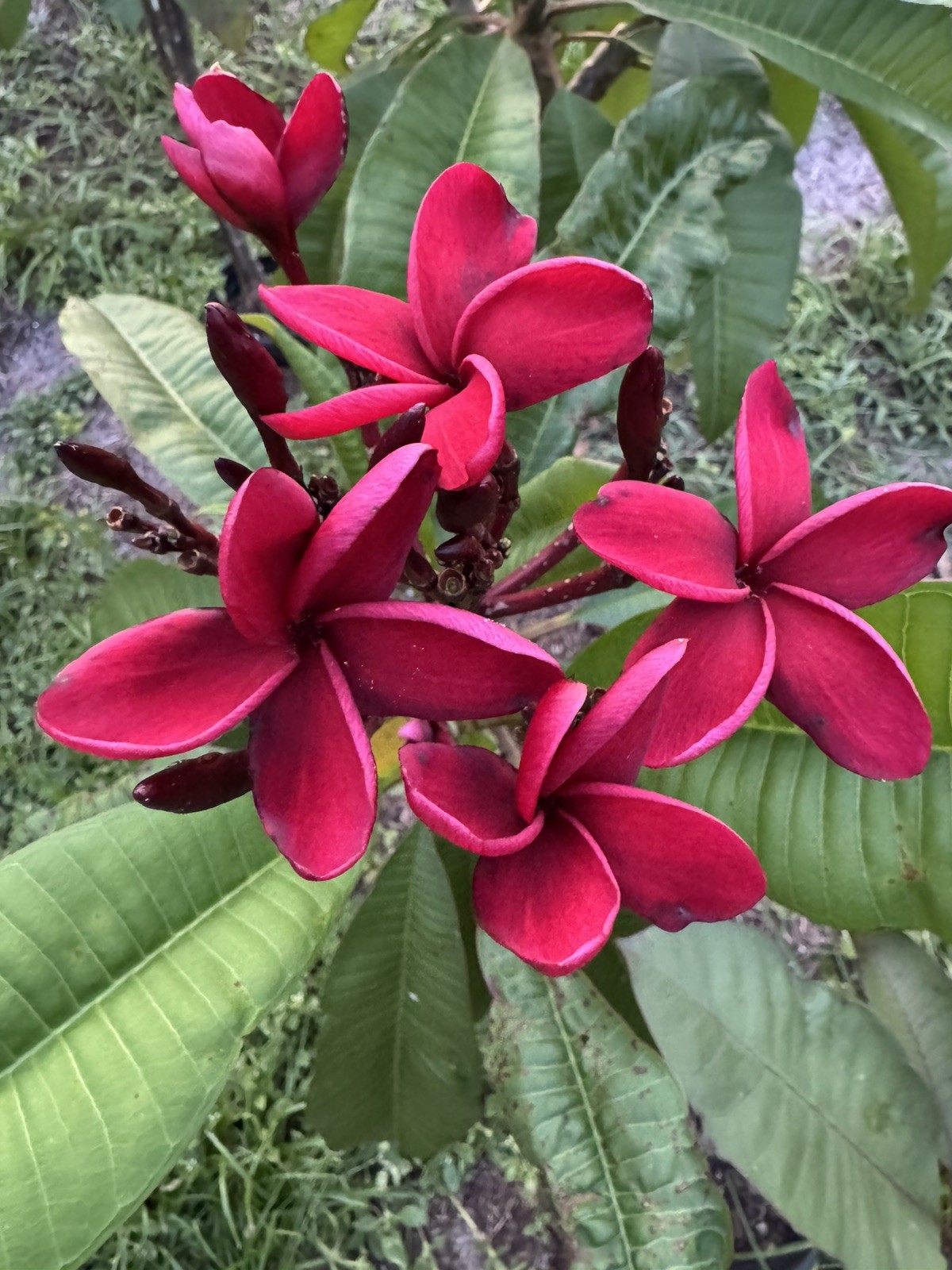 Mixed Thai Seeds bulk (Plumeria Kingdom)