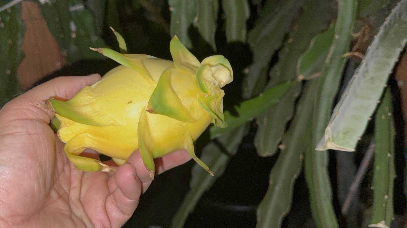 Yellow, Red, White Dragon Fruit Cutting self pollination 8 to 12 inches ￼