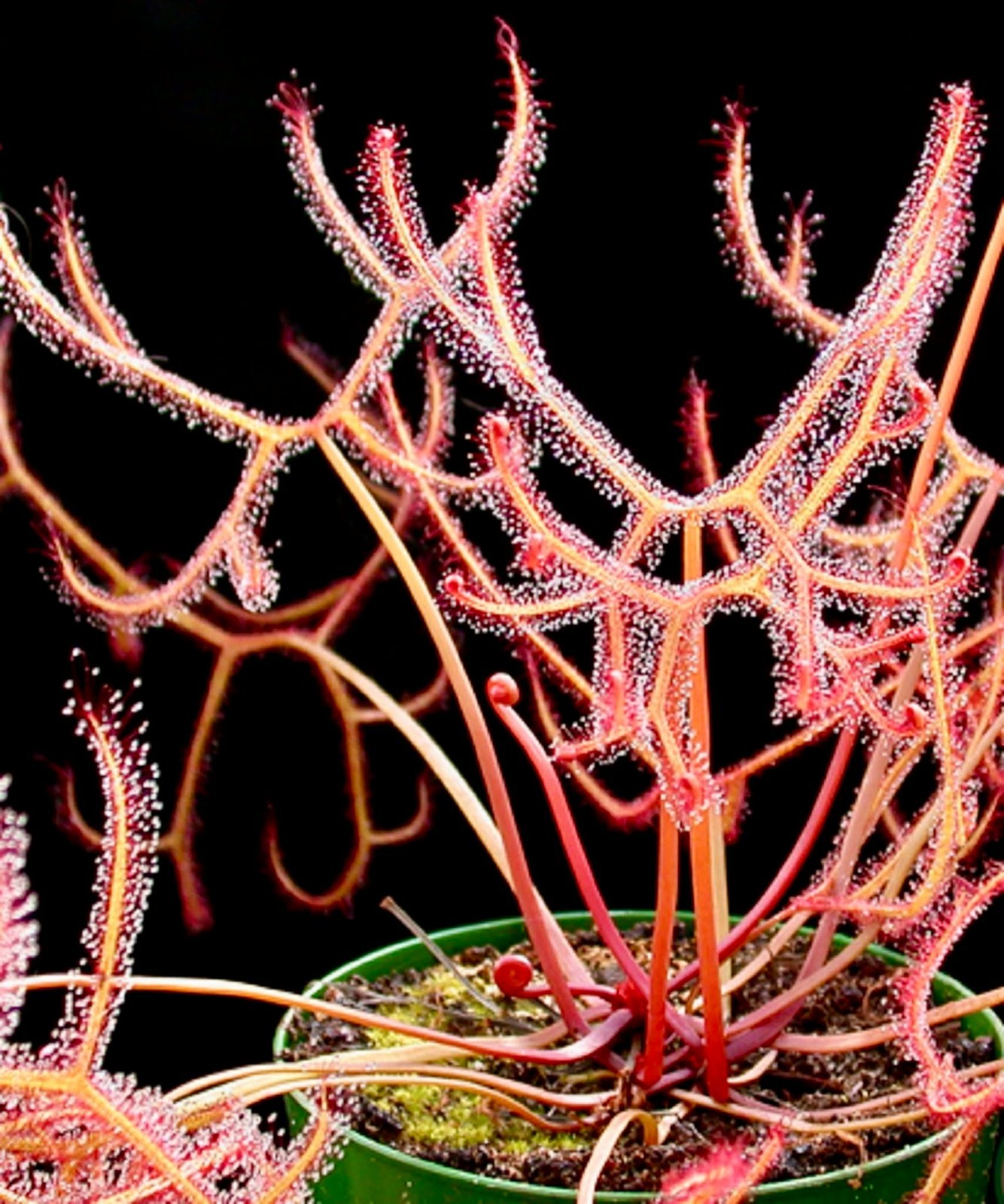 50+ Seeds Drosera Binata var Multifida Fork Leaf Sundew Carnivorous Plant